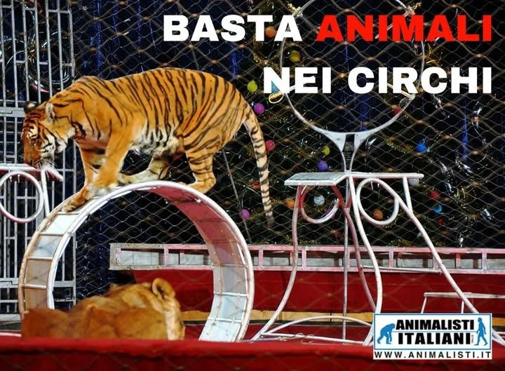 602461431_1302455788582288_3569655215358381616_n