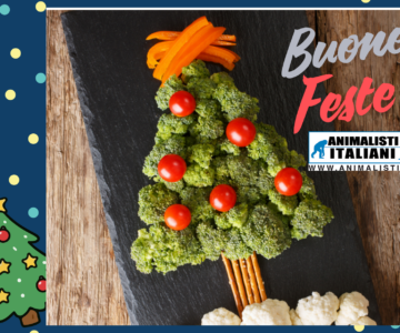 Blue and Yellow Polka Dots Photography Gift Certificate