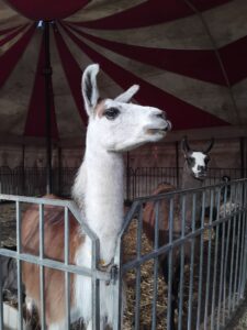 WhatsApp Image 2025-12-22 at 15.42.45 (1)