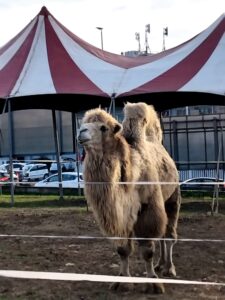 WhatsApp Image 2025-12-22 at 15.42.45