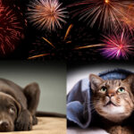 botti_cani_gatti-1-1024x647-1