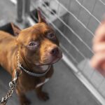 ritratto-di-adorabile-cane-pitbull