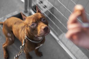 ritratto-di-adorabile-cane-pitbull