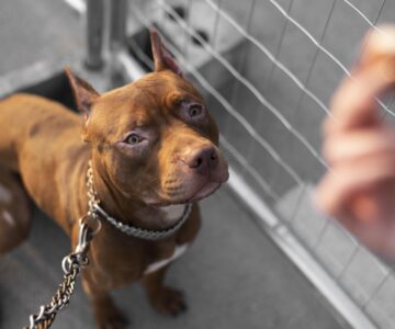 ritratto-di-adorabile-cane-pitbull