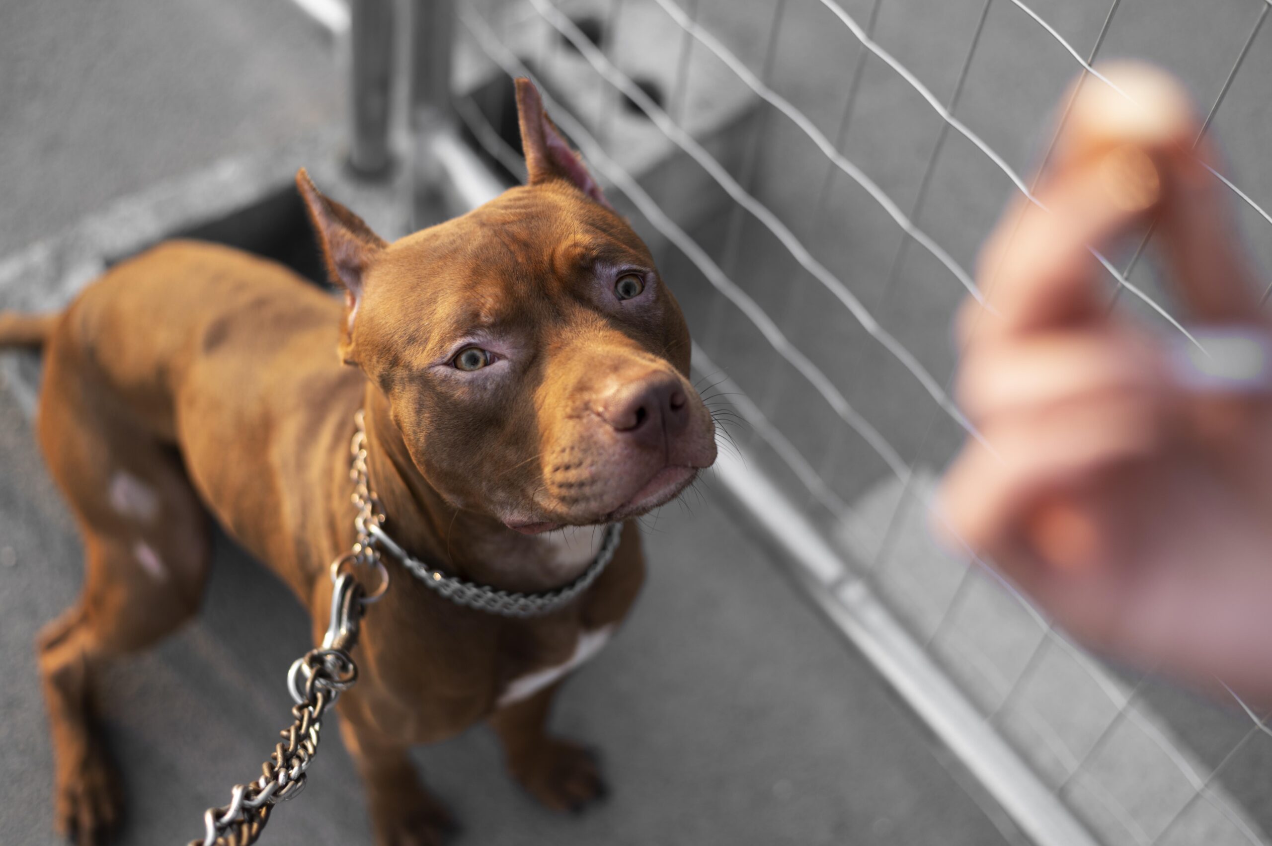 ritratto-di-adorabile-cane-pitbull