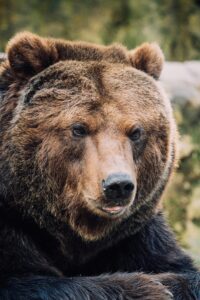 pexels-deuspix-11532255