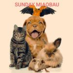 sunday-miaobau