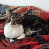 WhatsApp Image 2026-02-11 at 16.03.32