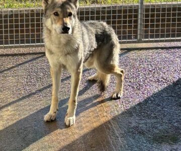 WhatsApp Image 2026-02-11 at 17.55.23 WhatsApp Image 2026-02-11 at 17.55.23