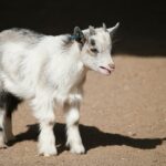 Credito: Foto di Nibman