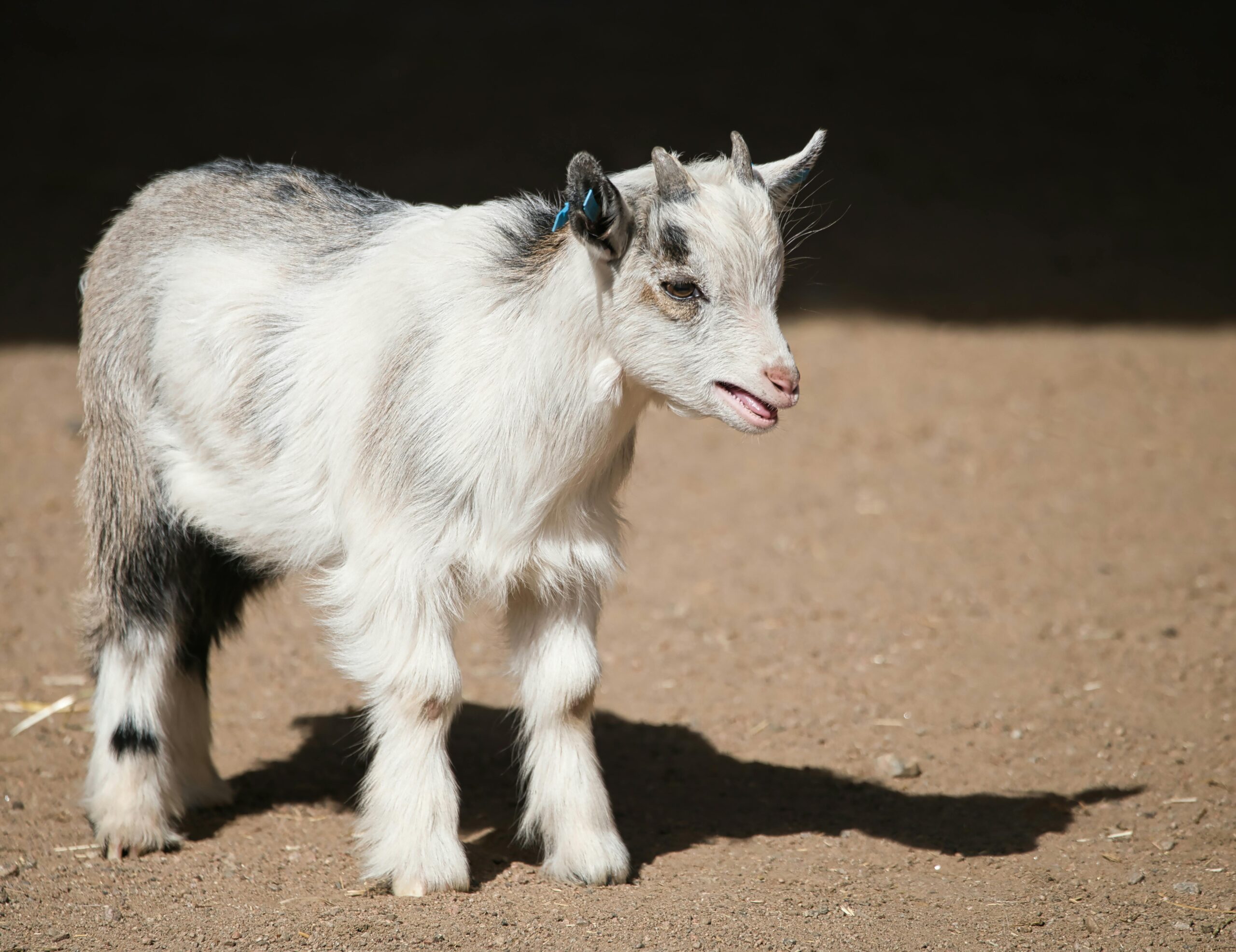 Credito: Foto di Nibman