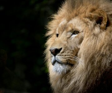 Credito fotografia: Close Up Di Brown Lion