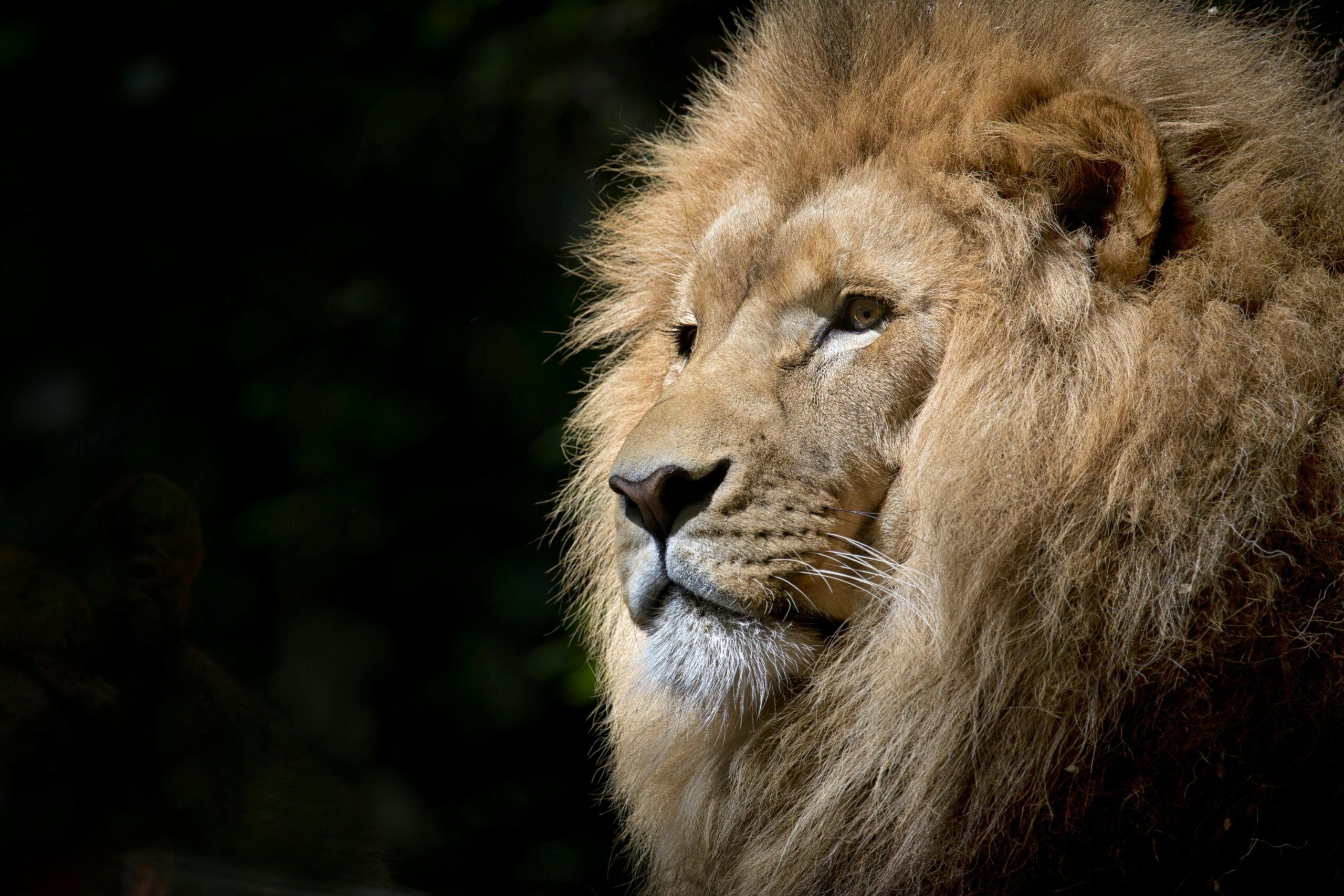 Credito fotografia: Close Up Di Brown Lion