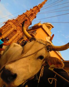 Tirata_del_Carro_a_Mirabella_Eclano