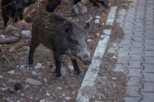 pexels-izafi-29252168