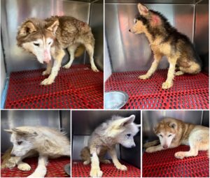 5 Husky