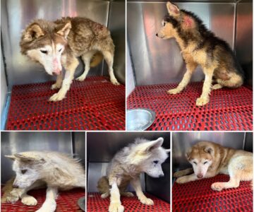 5 Husky