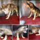 5 Husky