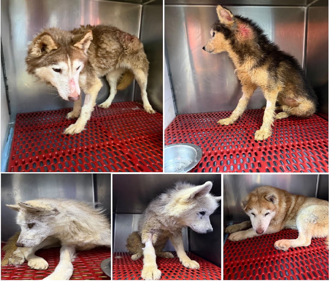 5 Husky