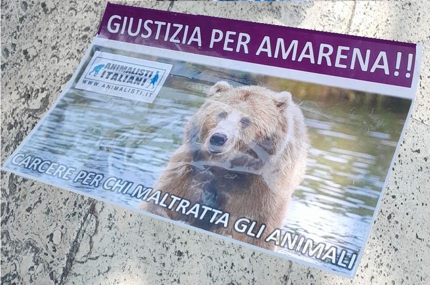 WhatsApp Amarena