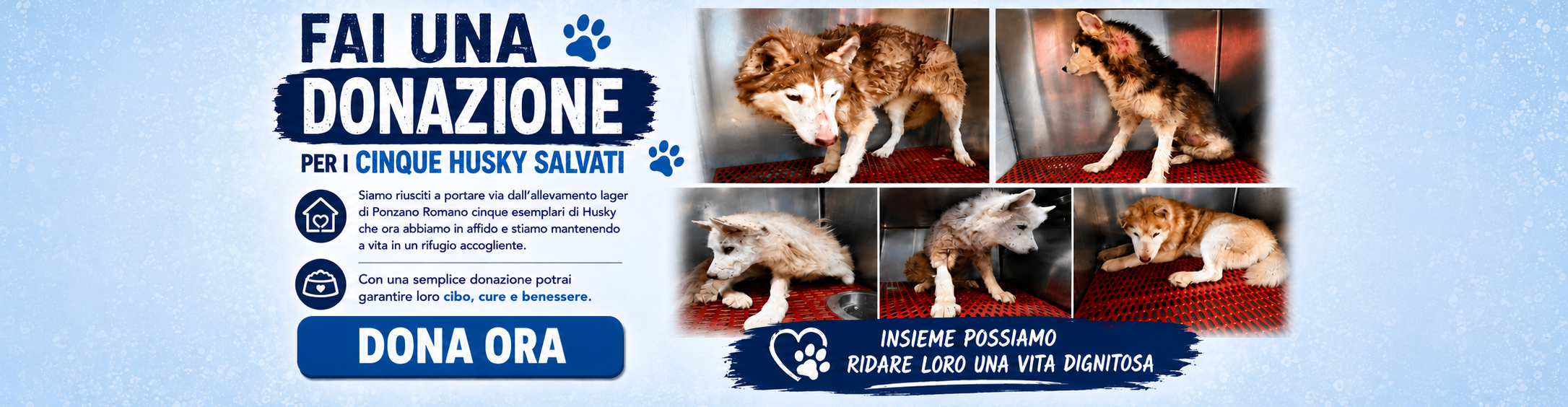 banner-husky-6