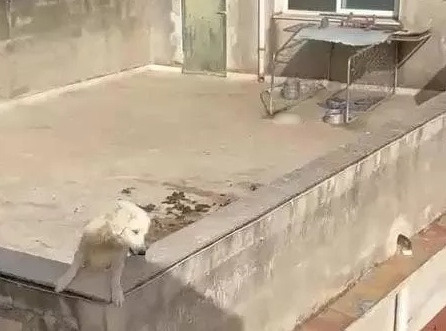 Cani Sciacca sfocatura